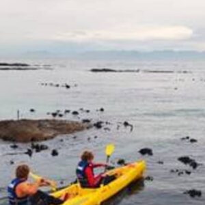 Simon’s Town Penguin Paddle (WS)