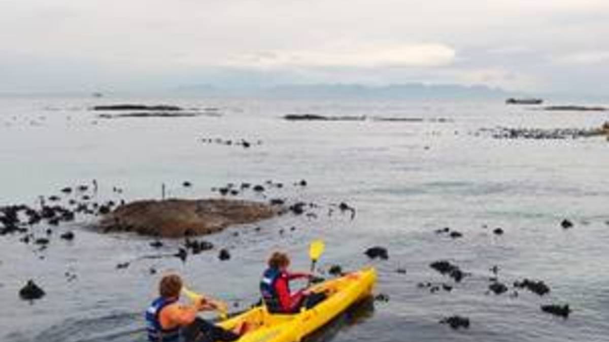 Simon’s Town Penguin Paddle (WS)