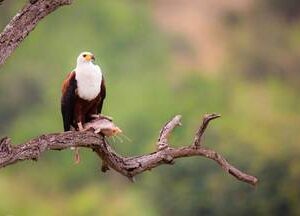 Sundowner Paddle & Birding Combo