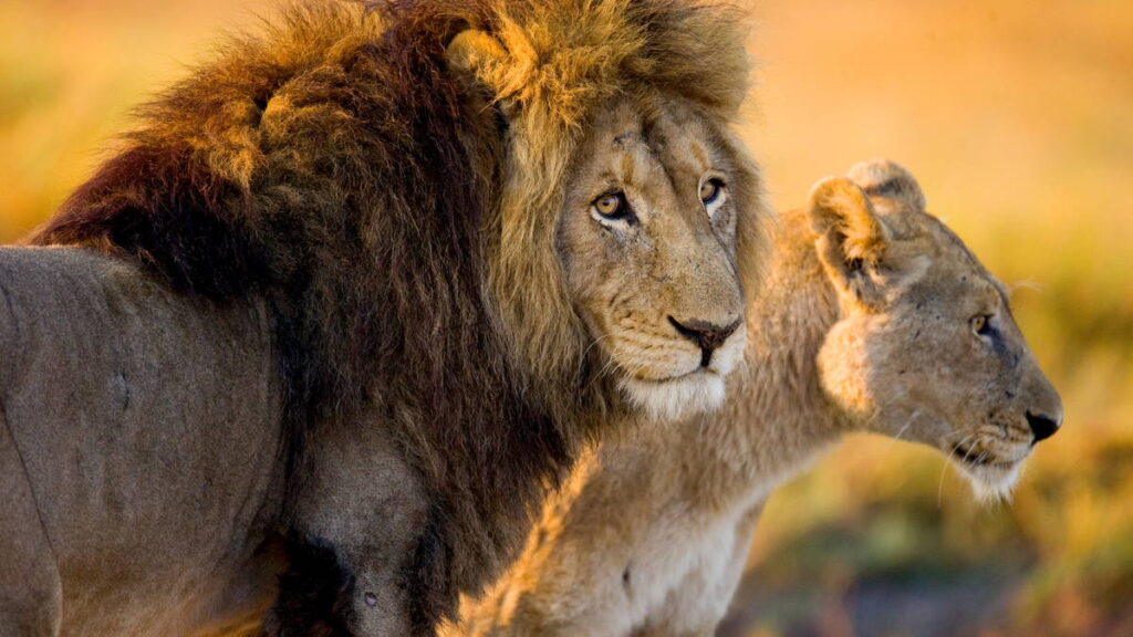Lion & Safari Park