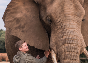 Elephant Brush Down & Interaction