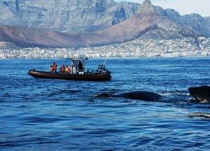 Ocean Safari 60 mins