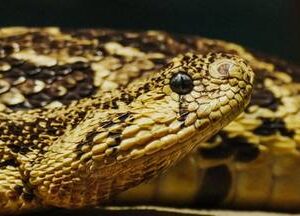 Reptile Combo tour + Snake showcasing