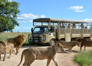 1 Hour Guided Safari