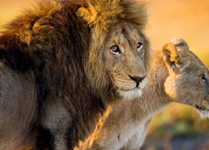 3 Hour Private Safari Tour | Lion & Safari Park South Africa