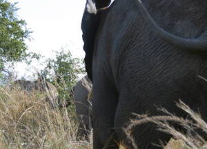 Sunset interaction, Elephant Back Ride Sundowners