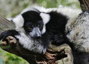 Monkey Sanctuary Tour