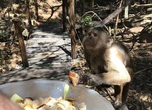 Monkey Tour with Feeding