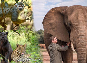 Elephant Experience, Monkey Sanctuary + Lion Park Mini Safari