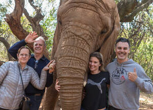 Elephant Interaction