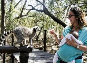 Elephant Interaction & Monkey Sanctuary Tour