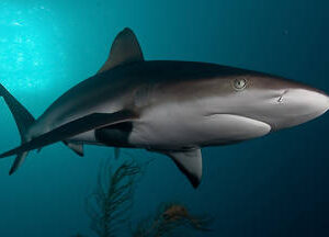 Shark Cage Diving Cape Town