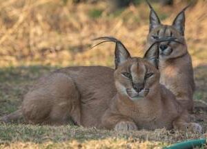 Animal Lover’s Tour – Half Day