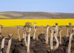 Oudtshoorn Tour - Full Day