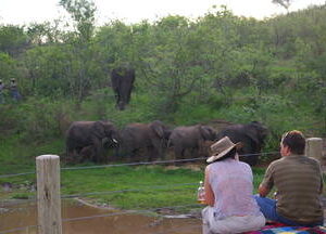 Ultimate Elephant Experience