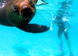 Seal the Adventure Day Tour