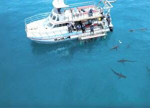 Exclusive Shark Cage Dive for 0 - 6 People