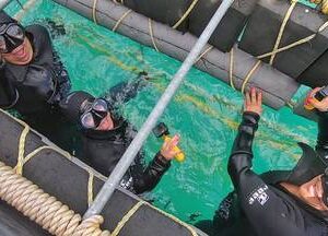 shark cage diving gansbaai