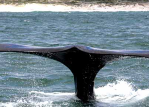 Gansbaai Whale Watching