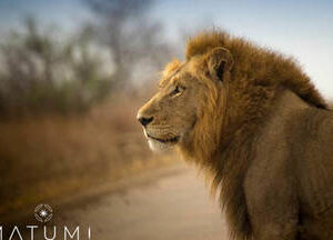 Private Kruger Park Full Day Safari