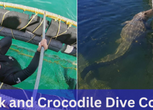 shark crocodile diving South Africa