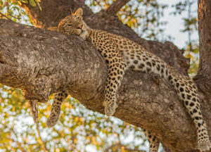 Big 5 Morning Safari