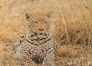 Big 5 Afternoon Safari