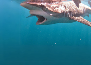 Shark Cage Diving with ONE WAY Transfer to/from Cape Town