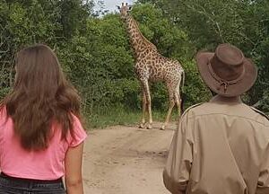 guided bush walk Hoedspruit