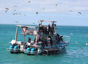 Shark Cage Diving Gansbaai with Transfers
