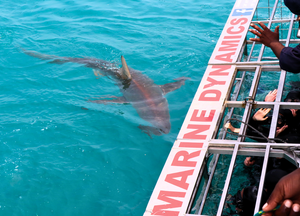 Shark Cage Diving Gansbaai from Hermanus