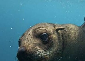 Exclusive Swimming With Seals