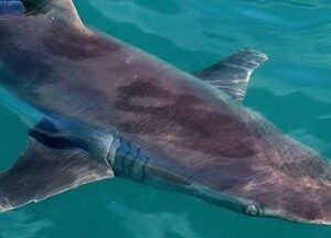 Shark Cage Diving Gansbaai