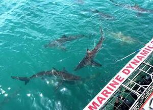 Shark Cage Diving Gansbaai
