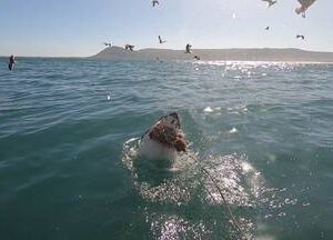 Shark Cage Diving Gansbaai with Bronze Whaler Sharks