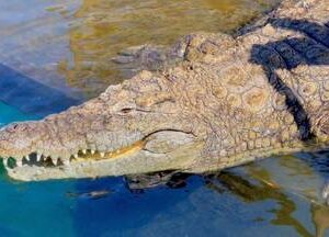 Swim with Nile Crocodiles Cage Diving Experience South Africa