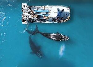 Marine Big 5 Boat Tour – Whale, Dolphin, Seal & Shark Experience from Gansbaai