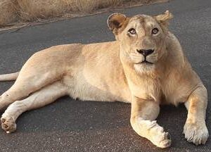 Kruger National Park Half-Day Safari
