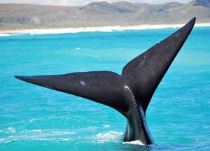 Marine Big 5 Tour - Hermanus Return