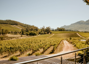 cape winelands wine tour
