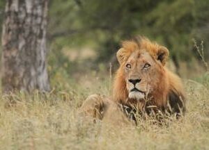 Kruger Full Day Safari Hoedspruit