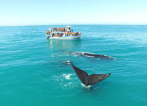 Marine Big 5 Tour Cape Town