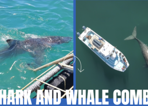 shark cage diving and whale watching gansbaai