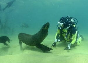 Seal Diving Plettenberg Bay | Dive With Cape Fur Seals