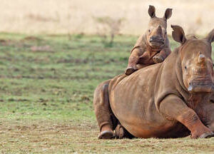 Full Day Aquila Safari - Spanish