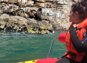 Seal Viewing Plettenberg Bay